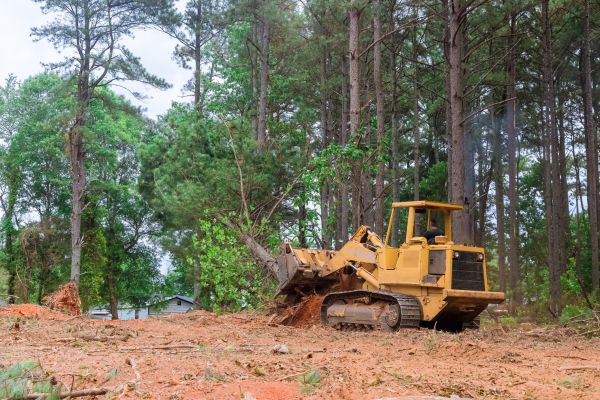 Trees Clearing in Lake City