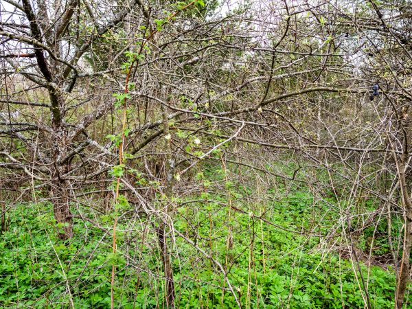 Underbrush Clearing in Lake City