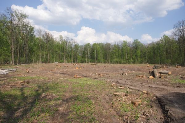 Pasture Clearing in Lake City